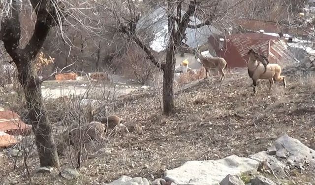 Tunceli’de, koruma altındaki yaban keçileri yerleşim yerlerine kadar indi