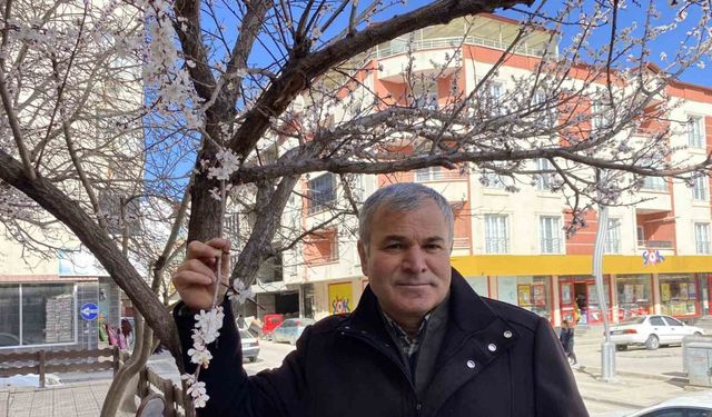 Yalancı bahar kayısı ağaçlarını erkenden çiçek açtırdı