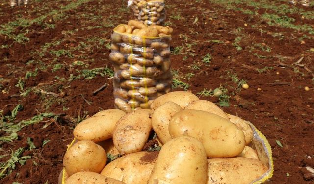 İskoçya menşeli 850 ton patateste virüs tespit edildi