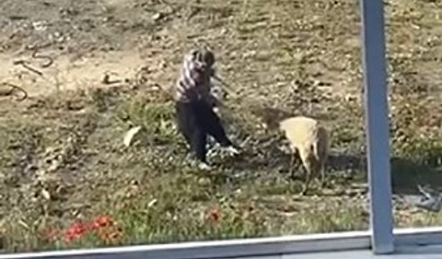 Tekme ve iple işkence edilen koyun koruma altına alındı