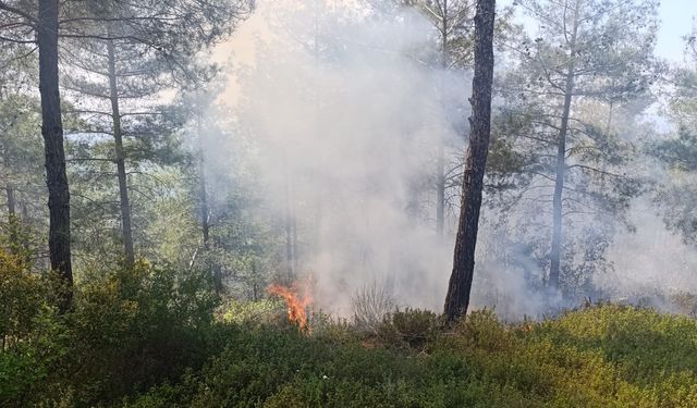 Osmaniye'de ormanlık alanda yangın