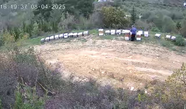 Manisa'da kovan hırsızı güvenlik kamerasına yakalandı