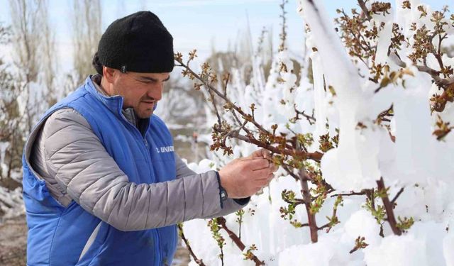 Yahyalı’da elma ağaçlarını don vurdu, zarar büyük