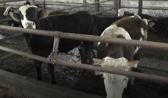Kırşehir Kasaplar Odası Başkanı Ünlü: "Yem Fabrikaları Denetlenmeli"