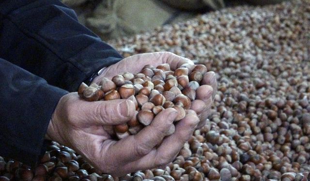 Fındıkta rekolte açıklandı, fiyatlar düştü