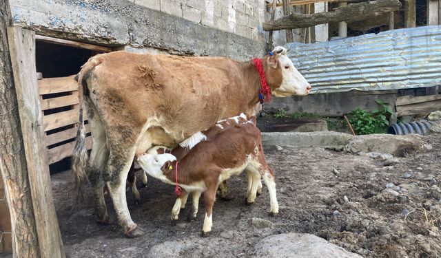 Artvin’de bir inek dördüz doğurdu
