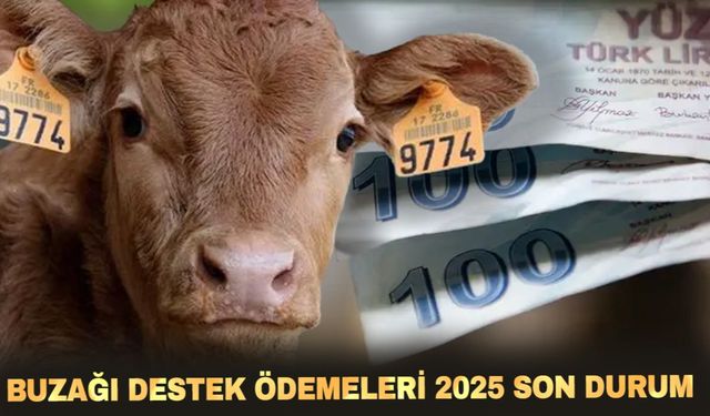 Buzağı destekleri hesaplara ne zaman yatacak? Buzağı desteği nasıl alınır, nereden başvurulur?