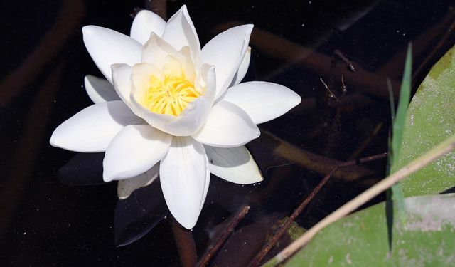 Bu çiçeğin dünyada eşi benzeri yok