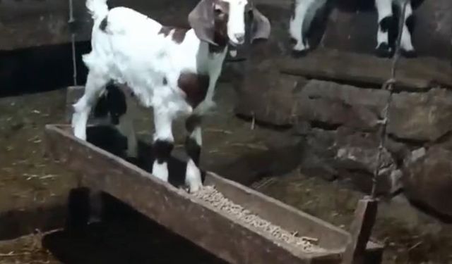 Ahırda salıncak keyfi... Oğlağın eğlenceli anları gülümsetti