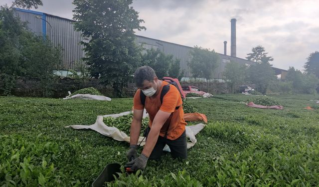 Çay Fabrikasının Bacasından Kömür Tozu Yağıyor