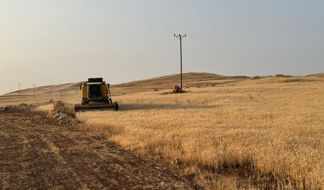 Siirtli çiftçilerin buğday umudu kuraklığa yenildi