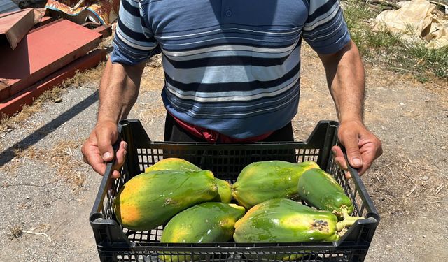 Alanya’da papaya hasadı başladı: Kilosu 100 liraya alıcı buluyor