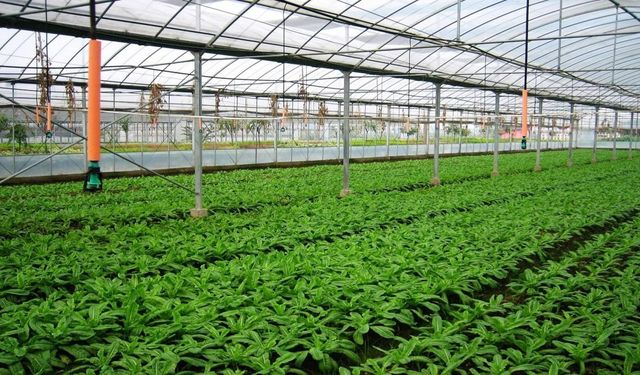 Şırnak’a 182 Milyon TL Tarımsal Kalkınma Hibesi
