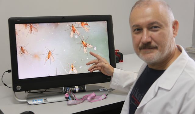 Manisa'da Tropik Sinek Alarmı: Yılda 60 Bin Kişi Ölüyor
