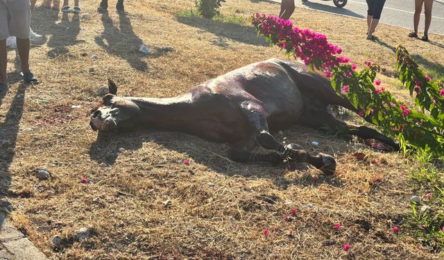 Finike'de Başıboş At Kazaya Yol Açtı: 3 Kişi ve At Yaralandı