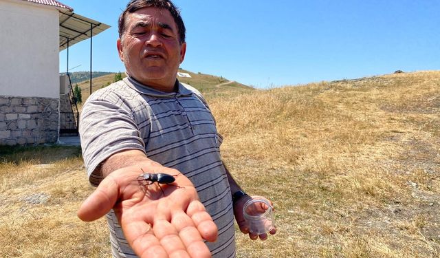 Sivas'ta Görüldü Öldürmenin Cezası 557 Bin TL