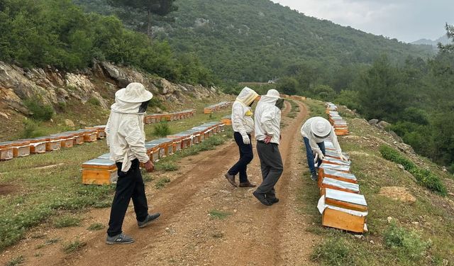 Adıyamanlı Arıcılar 2025 Yılı Bal Fiyatlarını Açıkladı