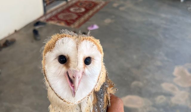 Diyarbakır’da sıcaktan bunalan peçeli baykuş eve sığındı