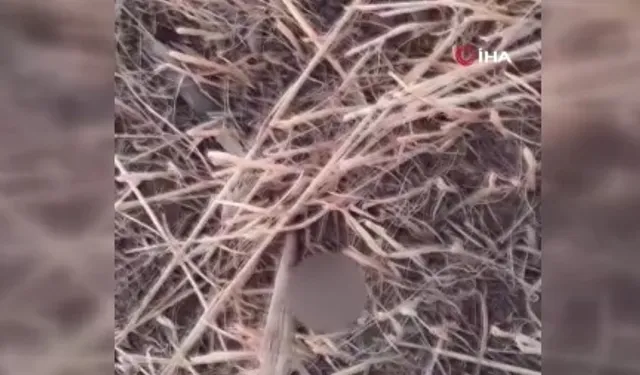 Anız yaktığı anları sosyal medyadan paylaşan şahıs gözaltına alındı