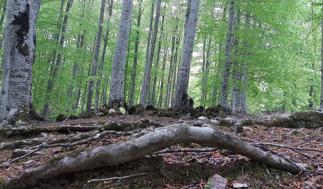 Bolu’da ormanda korkunç kaza: Kestiği ağaç üzerine devrildi, hayatını kaybetti