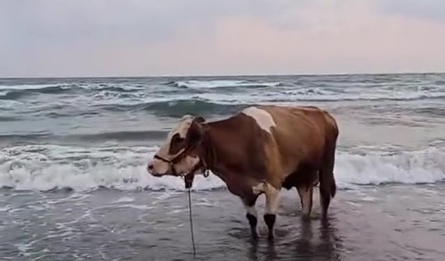 Kavurucu Sıcaktan Bunalan İnek Denize Girdi