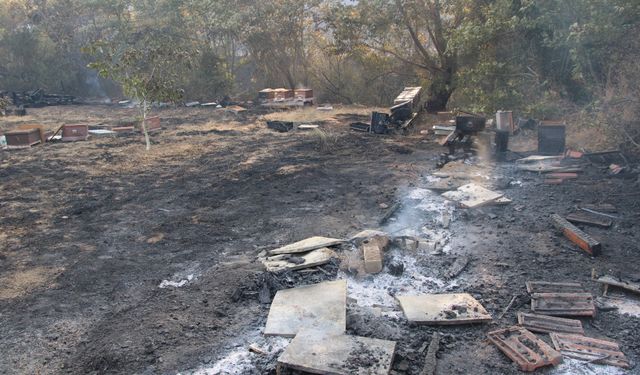 Çanakkale’deki Orman Yangınında Arı Kovanları Küle Döndü