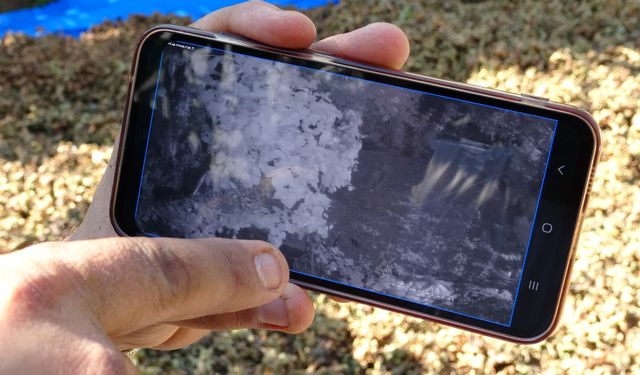 Fındığının Çalındığını Sandı, Kamerada Domuz Çıktı