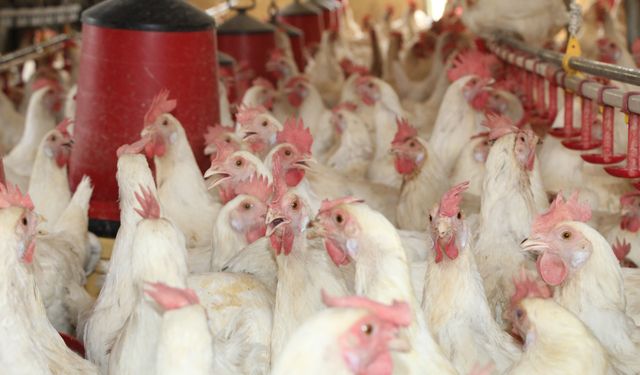 30 Tavukla Başladı, Bin 700 Tavuğa Ulaştı