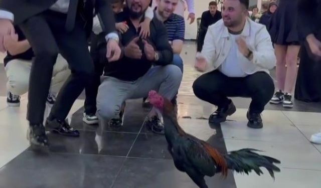 Düğünde Damada 250 bin TL’lik Hint Horozu Taktılar