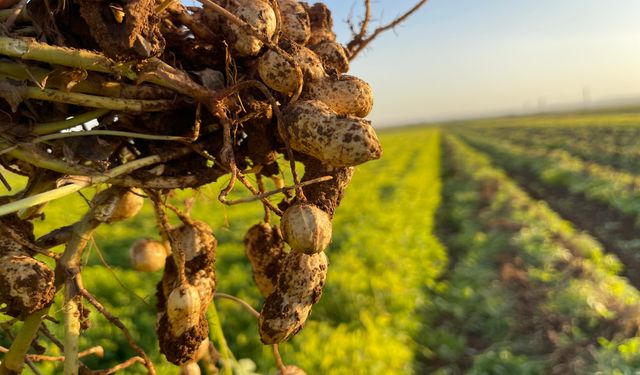Şanlıurfa’da pamuk yerini yer fıstığına bıraktı