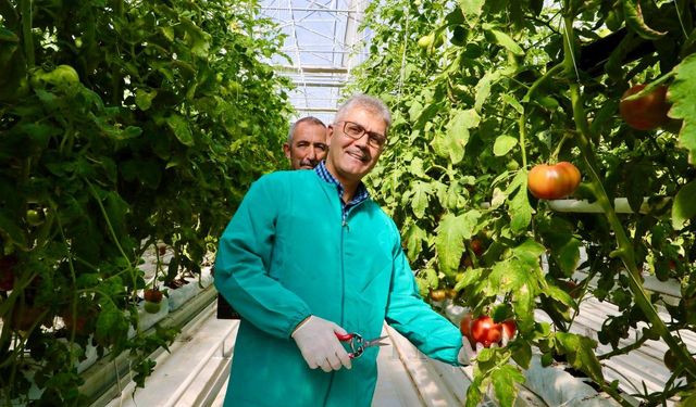 Niğde’de jeotermal enerjiyle ısıtılan seralarda domates hasadı başladı