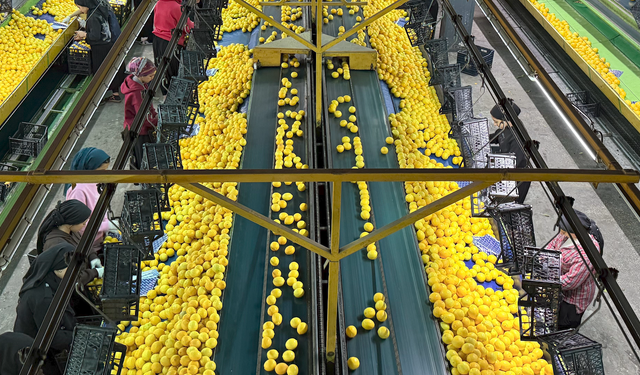 Adana Narenciyesi Yeni Yıl Öncesi Dünyaya Açıldı, Çiftçi Fiyattan Dertli