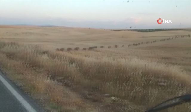 Yaban Domuzları Arpa ve Buğday Tarlasını Talana Çevirdi