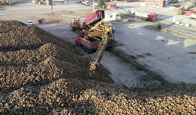 MEZRA ZİRAAT 2025 YILINDA 22 BİN 500 DEKARA ULAŞTI