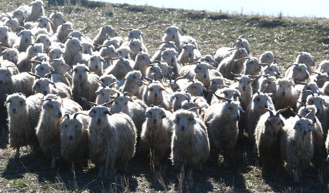 Bozkırdan Dünyaya Uzanan Miras: Ankara Tiftiği.