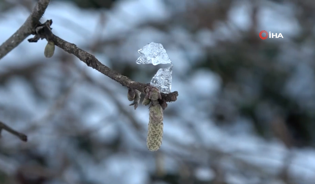Karadeniz’de Kar Yağışı Fındık ve Tarım Ürünlerine Can Suyu Oldu