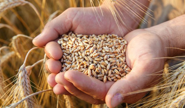 Bitkisel Üretim Bir Önceki Yıla Göre Azaldı