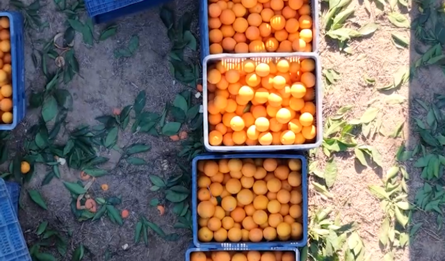 Kozan Portakalında Hasat Başladı