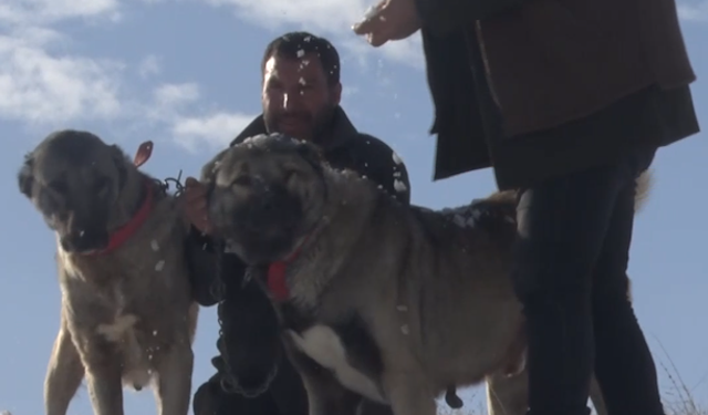 Karla birlikte değişen kangallar görenleri şaşırttı
