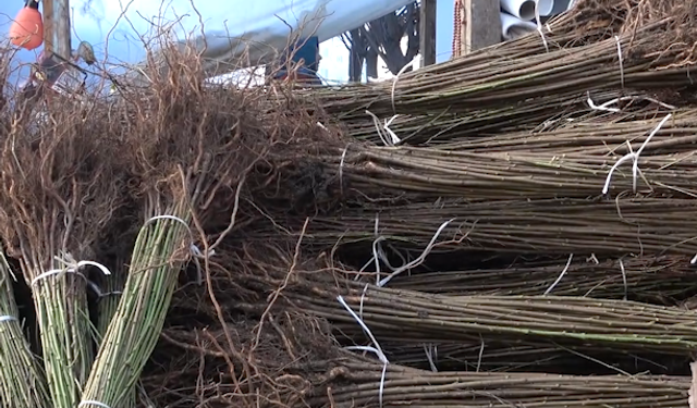 İnegöl’den Dünyaya Giden Fidanların Sırrı Ortaya Çıktı