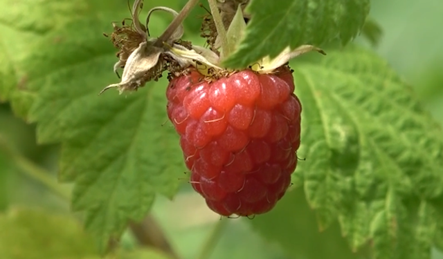 Kestel’den Ahududu Hamlesi: Geliri Katlayacak Model