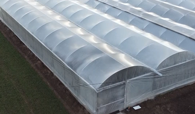 Devlet Desteğiyle Kurulan Seralar Meyve Verdi: Gençler Hasada Başladı