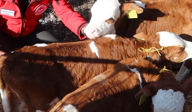 Edirne’de Nadir Olay: Üçüz Buzağılara Altın Takıldı