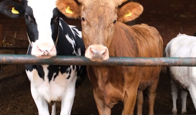 Kırmızı Et Açığı İçin Kritik Adım: Pilot Proje Amasya’da Başladı