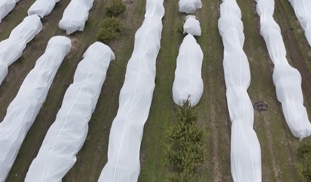 Adana’da Don Alarmına İlginç Önlem: Limon Bahçesini Fileyle Kapladı