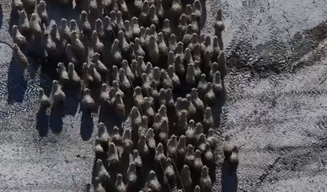 Dondurucu Soğukta 600 Yeni Can İçin Nöbet