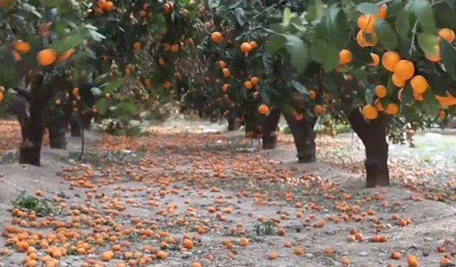 Çiftçi Çaresiz: “Gelin Bedava Toplayın”