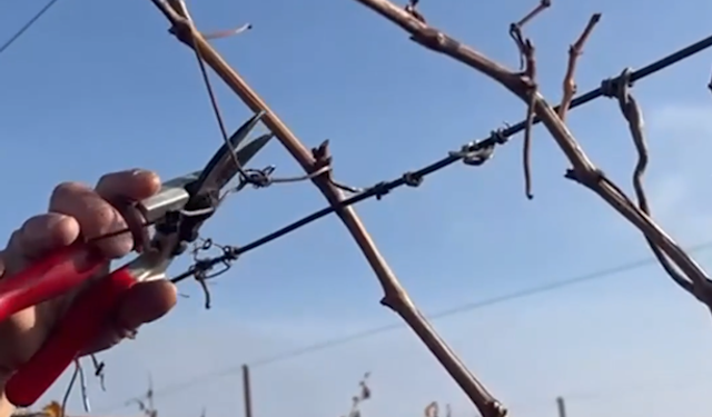 Denizli Buldan’da Üzüm Bağlarında Yeni Sezon Mesaisi Başladı