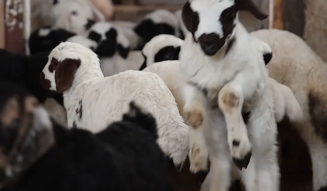 Soğuğa Rağmen Elazığ’da Kuzulama Sevinci