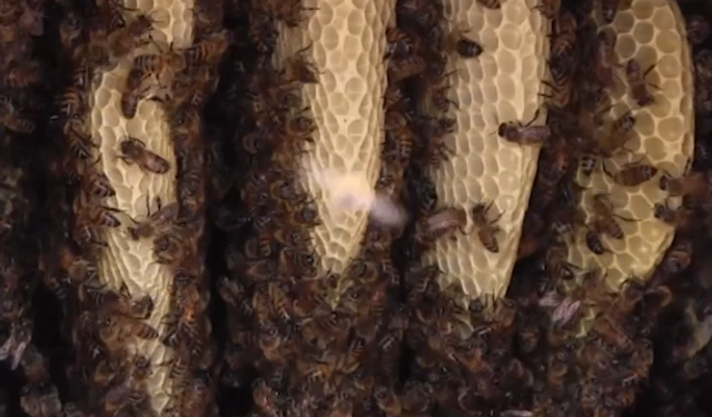 Siirt balında büyük hamle: Markalaşma süreci başladı